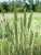 Khitim – common winter wheat; Triticum vulgare (aestivum)